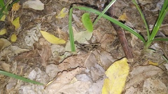 Melanotettix dibelonius