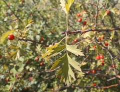 Crataegus stevenii