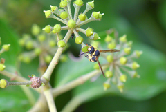 Eumenes mediterraneus