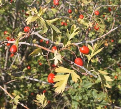 Crataegus stevenii