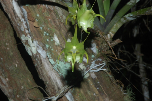 Aeranthes ramosa image