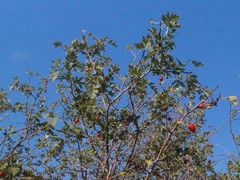 Crataegus stevenii