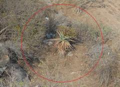 Aloe marlothii marlothii