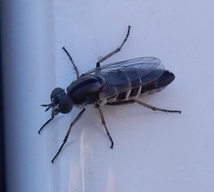 Ozodiceromyia nigrimana