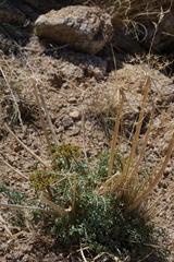 Lomatium rigidum