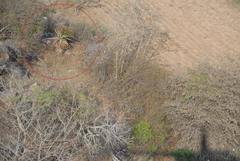 Aloe marlothii marlothii