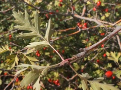 Crataegus stevenii