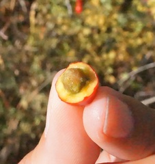 Crataegus stevenii
