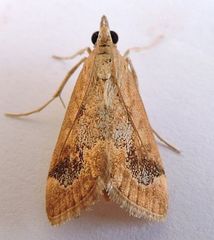 Loxostege typhonalis