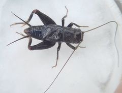 Modicogryllus
