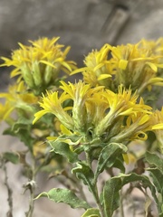 Ericameria obovata