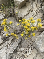 Ericameria obovata