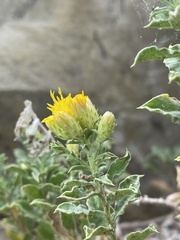 Ericameria obovata