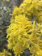 Ericameria obovata