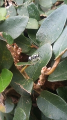 Polyrhachis schlueteri