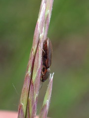 Sericus incongruus