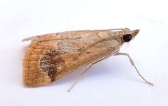 Loxostege typhonalis