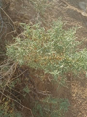 Caroxylon imbricatum