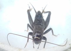 Modicogryllus