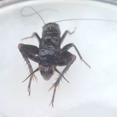Modicogryllus