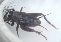 Modicogryllus