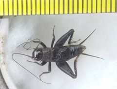 Modicogryllus