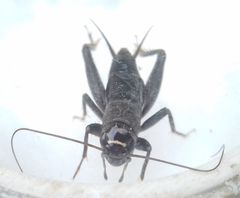 Modicogryllus