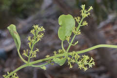 Struthanthus orbicularis