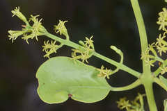 Struthanthus orbicularis