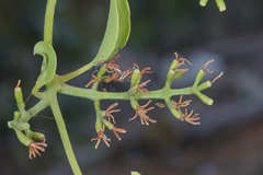 Struthanthus orbicularis