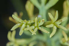 Struthanthus orbicularis