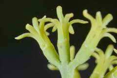 Struthanthus orbicularis