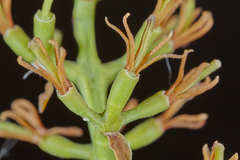 Struthanthus orbicularis