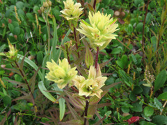 Castilleja miniata fulva