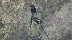 Lanius melanoleucus melanoleucus