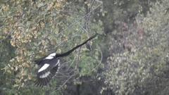 Lanius melanoleucus melanoleucus