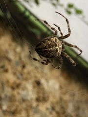 Araneus diadematus