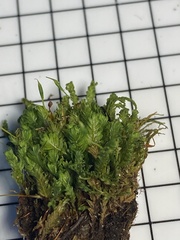 Fissidens osmundioides