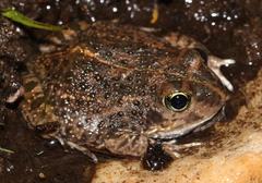 Tomopterna delalandii