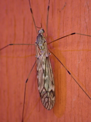 Tipula confusa