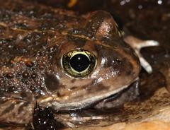 Tomopterna delalandii