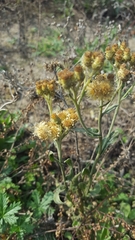 Helichrysum arenarium