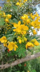 Senna multiglandulosa