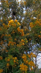 Senna multiglandulosa