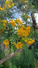 Senna multiglandulosa