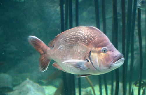Dageraad (Chrysoblephus cristiceps) — Sparidae — 4