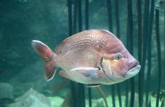 Chrysoblephus cristiceps