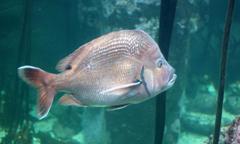 Chrysoblephus cristiceps