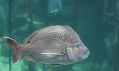 Chrysoblephus cristiceps