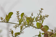 Struthanthus orbicularis